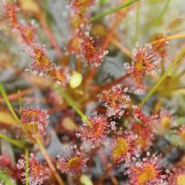 Drosera