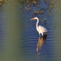 Grande aigrette