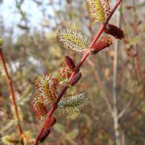 Saule pourpre