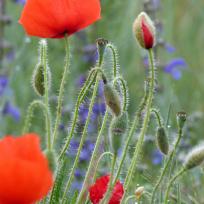 Coquelicot commun