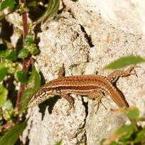 Lezard des murailles