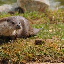 Loutre d’Europe