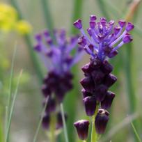 Muscari à toupet