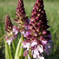 Orchis pourpre