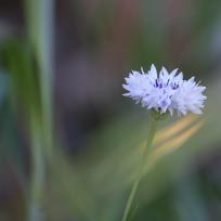 Bleuet des champs