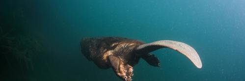 Castor d'Europe©Rémi Masson