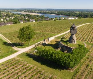 vue sur le moulin à Montsoreau entouré de vignes, au loin on aperçoit des habitations et la Loire