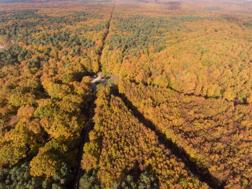 Forêt de Chinon©Nicolas Van Ingen