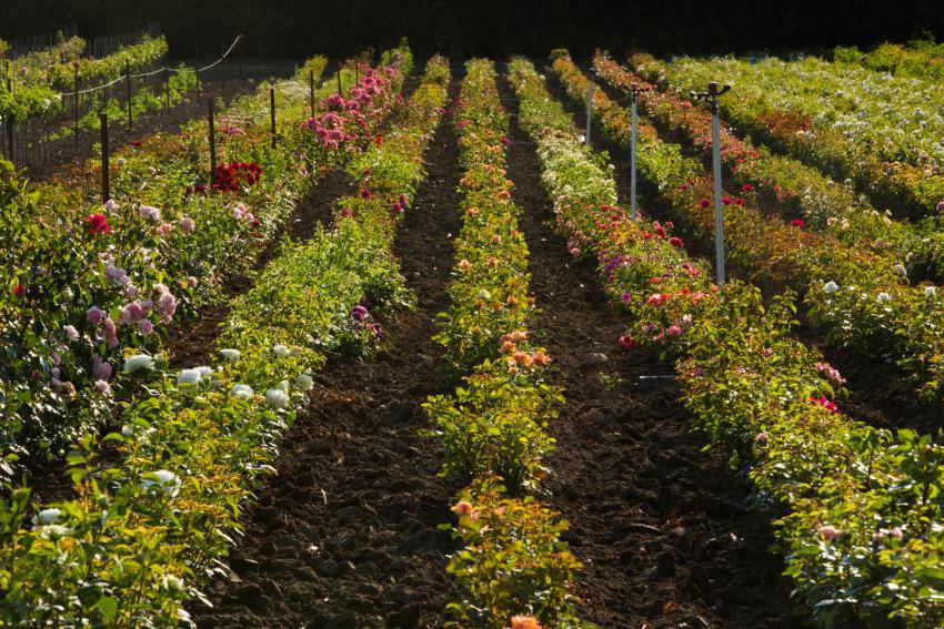 Champs de roses à Doué-la-Fontaine©N. Van Ingen_propriété du Parc naturel régional utilisation interdite