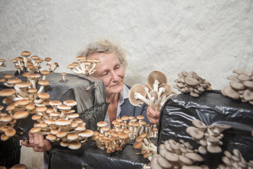 Laurence Laboutière, productrice de champignons à Montsoreau