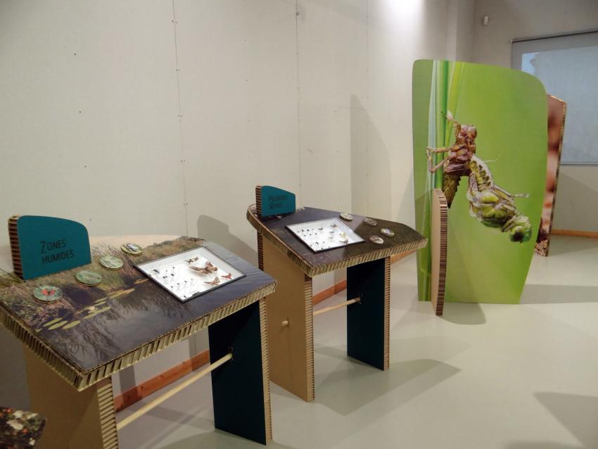 exposition insectes