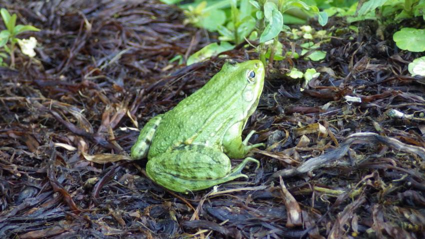 Grenouille verte
