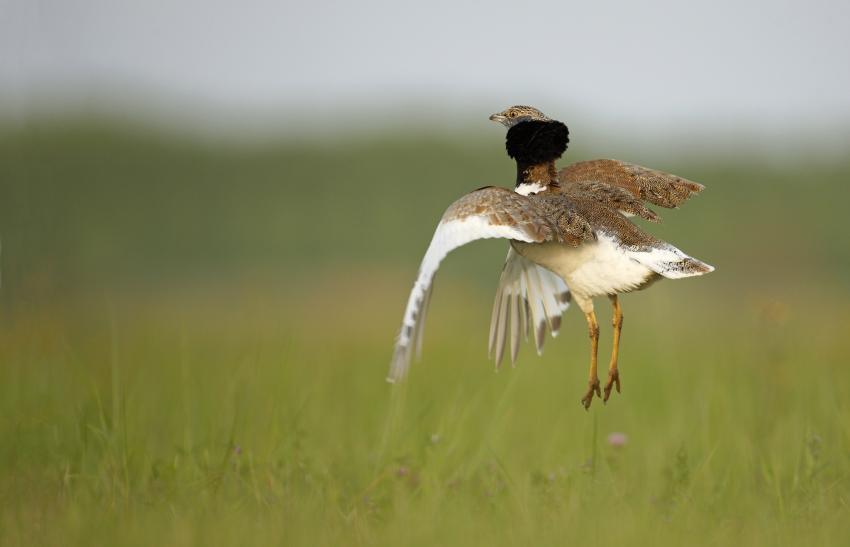 Outarde canepetière©Louis Marie Préau