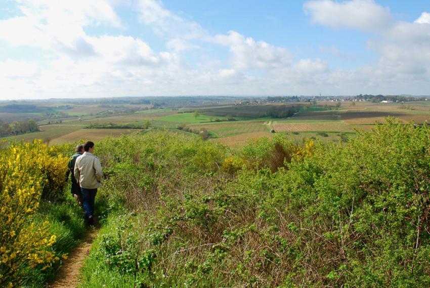 Vignoble du Layon