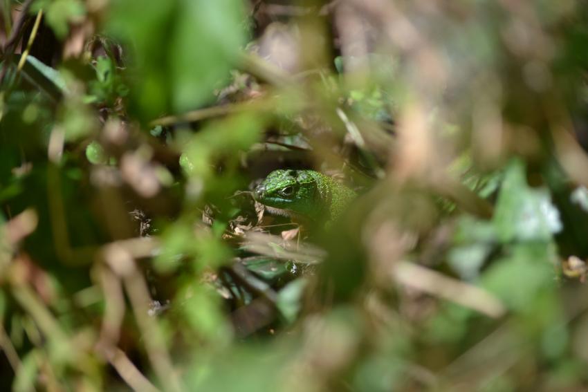 lézard vert ©rachel griggs