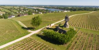 vue sur le moulin à Montsoreau entouré de vignes, au loin on aperçoit des habitations et la Loire