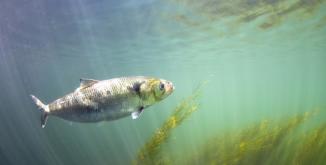 Alose©Yannick Gouguenheim - Images et rivière