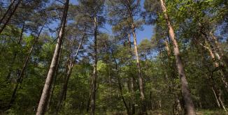 Forêt de pins©Nicolas Van Ingen