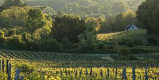 Vignoble de Dampierre©N. Van Ingen