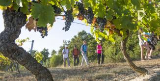 Marcheurs dans les vignes©D.Darrault