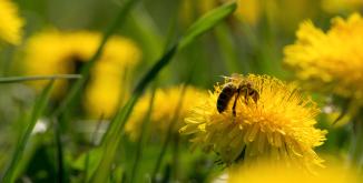 Abeille tournesol
