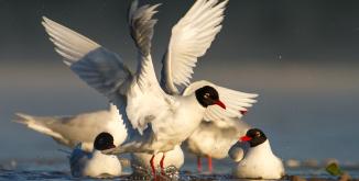 mouettes-melanocephales©olivier-simon OK PNR.jpg