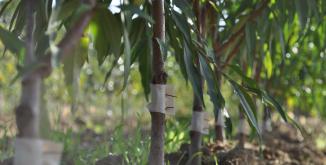 clos des arbres