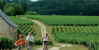 Vélo dans les vignes©C. Petiteau