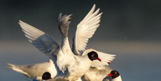 mouettes-melanocephales©olivier-simon OK PNR.jpg