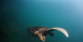 Castor d'Europe©Rémi Masson