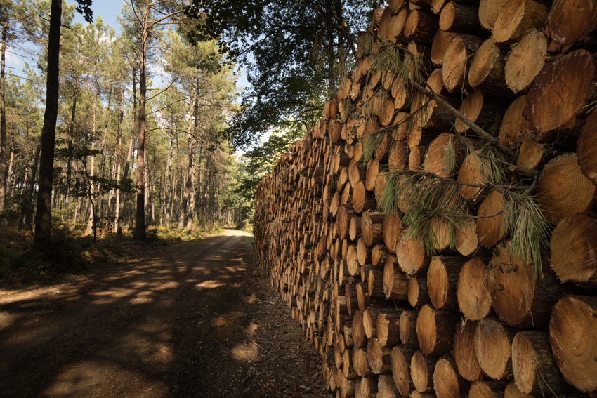 coupe de bois dans la forêt de Montreuil-Bellay
