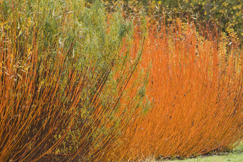 brins d'osier de couleur orangée plantés dans un champ