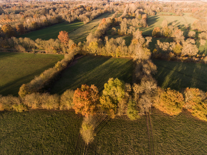 Vue aérienne du bocage en vallée de la Vienne, arbres têtards alignés aux couleurs orangées 