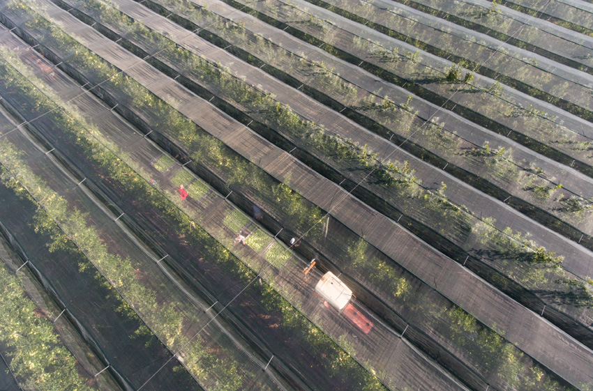 vue aérienne d'une plantation d'arbres fruitiers