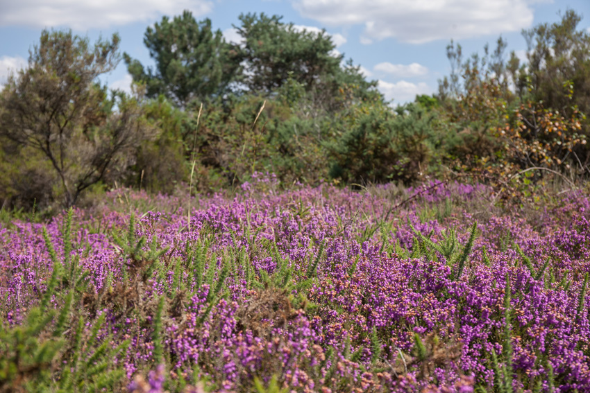 paysage de landes au camp des romains à Cinais