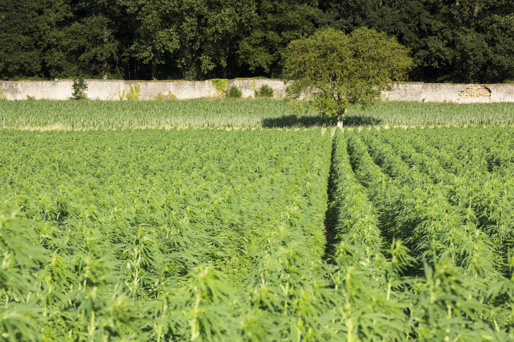 Champs de chanvre dans le Val d'Authion©N. Van Ingen