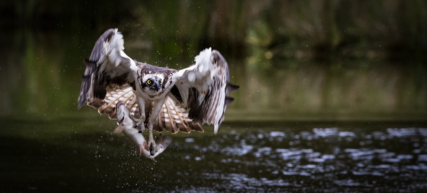 Balbuzard pêcheur©Pixabay