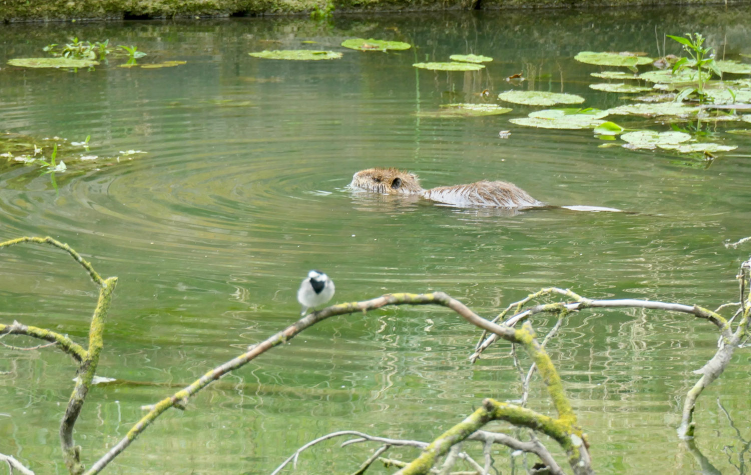 Ragondin et bergeronnette