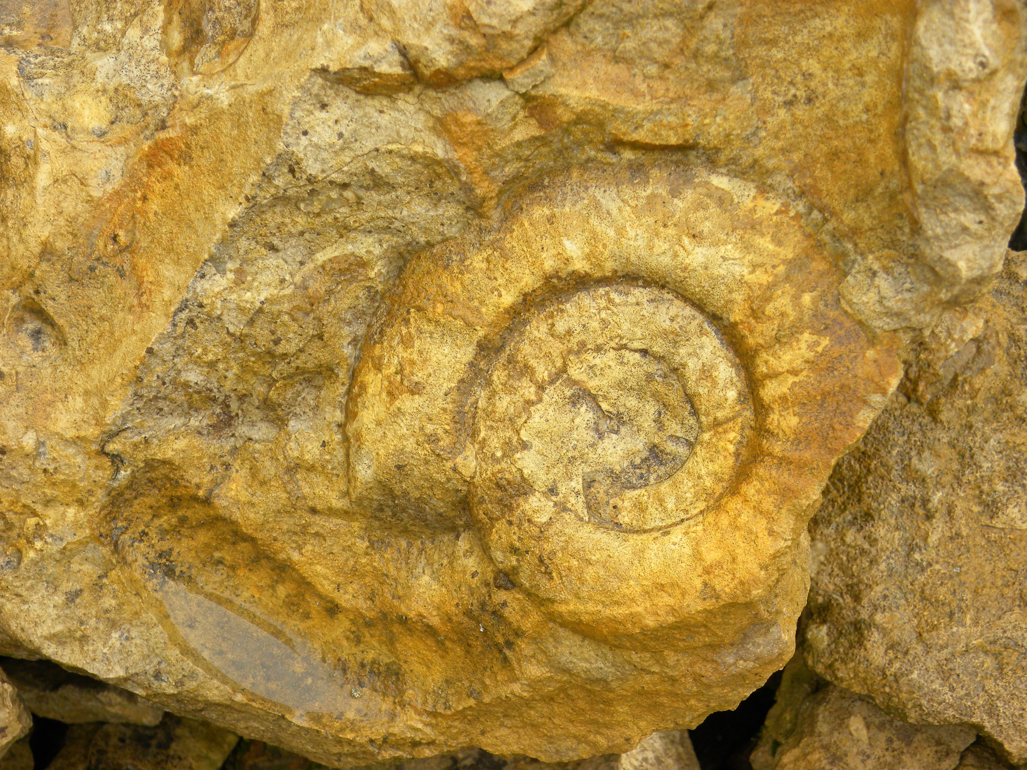 Fossile à Méron
