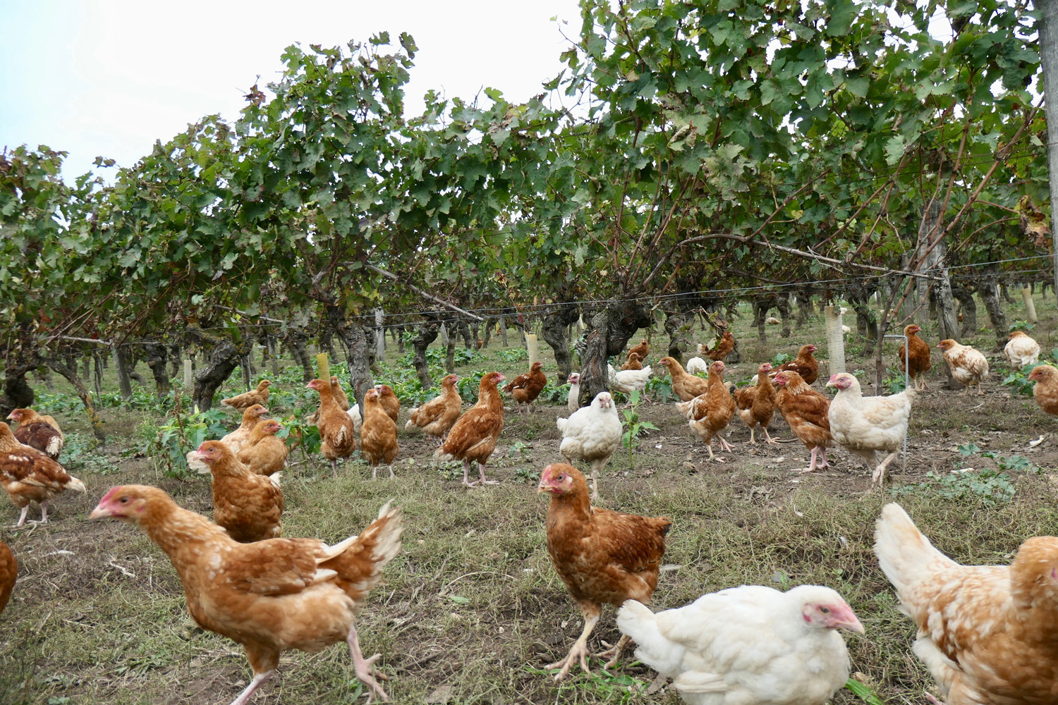 Poules dans les vignes