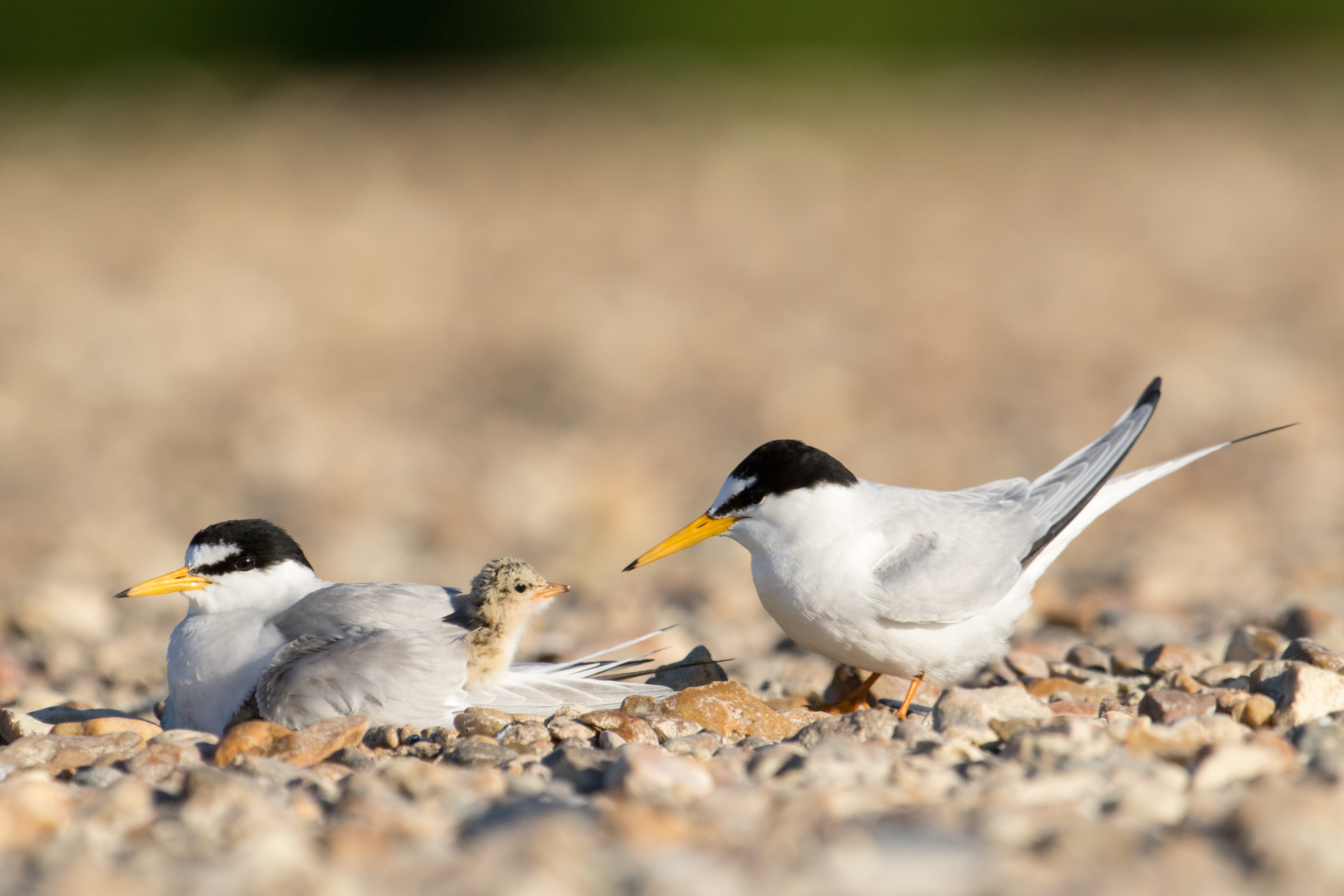 Sternes naines©Olivier Simon
