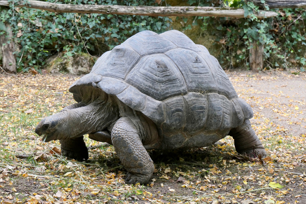 Tortue des Seychelles